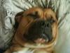 Amerikansk bulldog Bagea