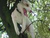 Jack russell terrier Coco