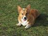 Welsh corgi pembroke Buddy