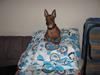 Dvaergpinscher Bølle er kommet til en familie på fyn