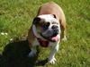 Engelsk bulldog Gabbana