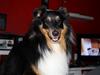 Shetland sheepdog Batman
