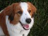 Kooikerhondje Monty [ Himmelhund]