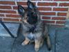 Schæferhund MARLEY