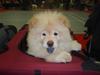 Chow chow Liusu`s Ai-lin