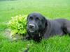 Labrador retriever LABAN (*aflivet*) 2010. [ Himmelhund]