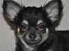 Chihuahua Dee Kay Beautiful Blackie