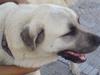 Kangal yaman