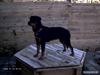 Rottweiler Paya (R.I.P)