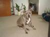 Amerikansk staffordshire terrier Delightful Diablo