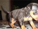 Dvaergpinscher Zafir
