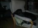 Labrador retriever Basse