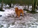 Nova scotia duck tolling retriever Gavan