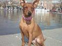 Dvaergpinscher Lashes
