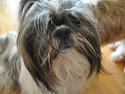 Shih tzu Daisy.
