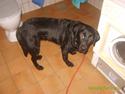 Labrador retriever Kelly, solgt