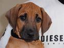 Rhodesian ridgeback Fanikiwa Asilia Jamilla