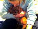 Cavalier king charles spaniel Souviniers Emily (Emmy) 06.01.2010 - 22.07.2011