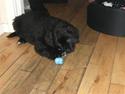 Newfoundlænder Hector