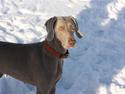 Weimaraner Hot shoots Hi yoda