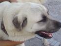 Kangal yaman