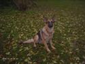 Schæferhund Bella