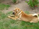 Shar pei Delle