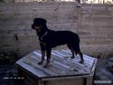Rottweiler Paya (R.I.P)