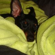 Engelsk toy terrier Lucca