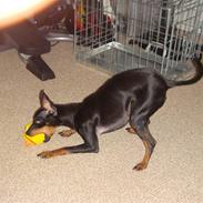 Engelsk toy terrier Lucca