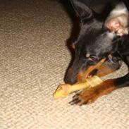Engelsk toy terrier Lucca