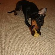 Engelsk toy terrier Lucca