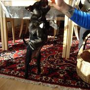 Staffordshire bull terrier Noa