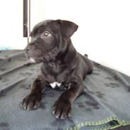 Staffordshire bull terrier Noa