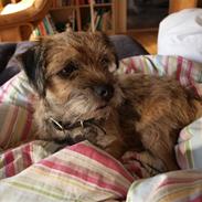 Border terrier Mille