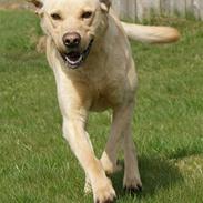Labrador retriever Skovagers Moss Lane Ben