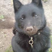 Schipperke Sylvester