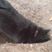 Schipperke Sylvester