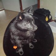 Schipperke Sylvester