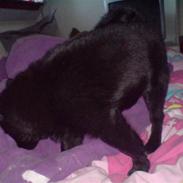 Schipperke Sylvester
