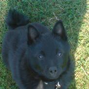 Schipperke Sylvester
