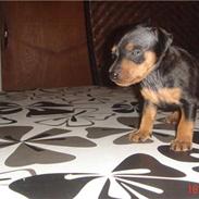 Dvaergpinscher Zafir