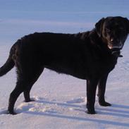 Labrador retriever Fröja ( Min engel )