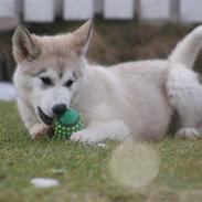 Alaskan malamute Zola