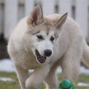 Alaskan malamute Zola