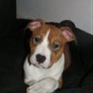 Amerikansk staffordshire terrier Zoey