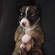 Border collie Tridon