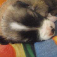 Border collie Tridon