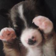 Border collie Tridon