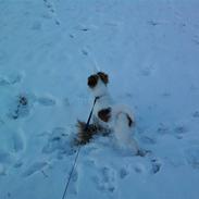 Papillon Mailo